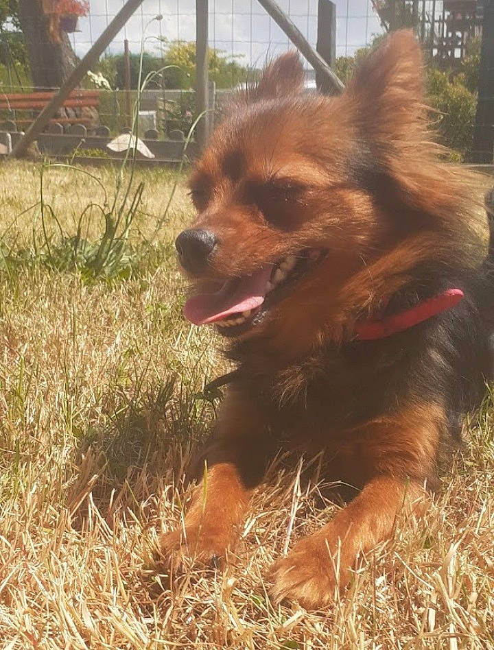 Iris participe au concours pour gagner de l'argent avec cette photo : canidae, carnivore, companion_dog, dog, dog_breed, fawn, fur, grass, grassland, liver, plant, sky, snout, spitz, sporting_group, terrestrial_animal, tree, whiskers, wildlife, working_animal