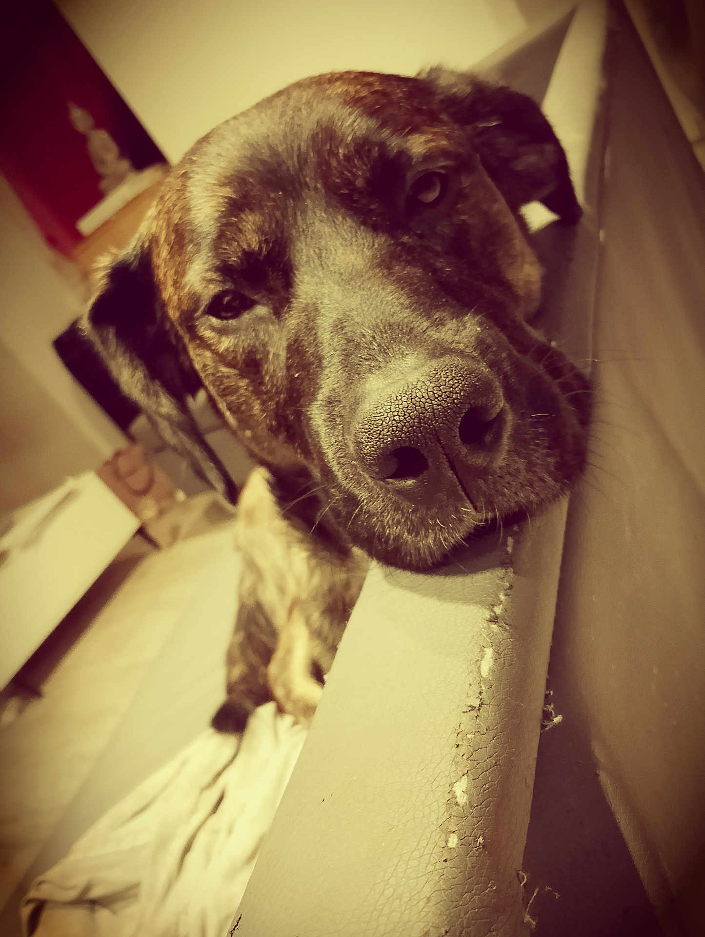 Tango a rejoint le concours — aidez-le/la à gagner de superbes lots ! dog, close_up, resting, couch, indoor, pet, animal, fur, snout, nose, ear, tired, sepia, living_room, furniture, texture, home, relaxing, canine, portrait