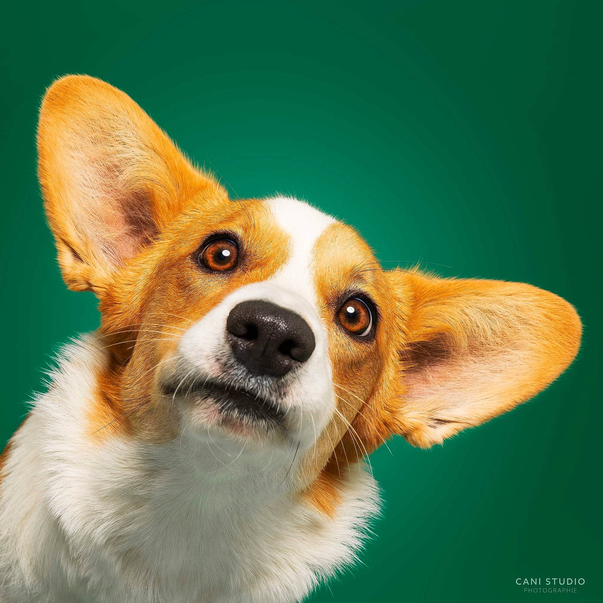 Trivia a rejoint le concours — aidez-le/la à gagner de superbes lots ! ancient_dog_breeds, canidae, carnivore, companion_dog, dog, dog_breed, fawn, fur, sporting_group, terrestrial_animal, whiskers, working_dog