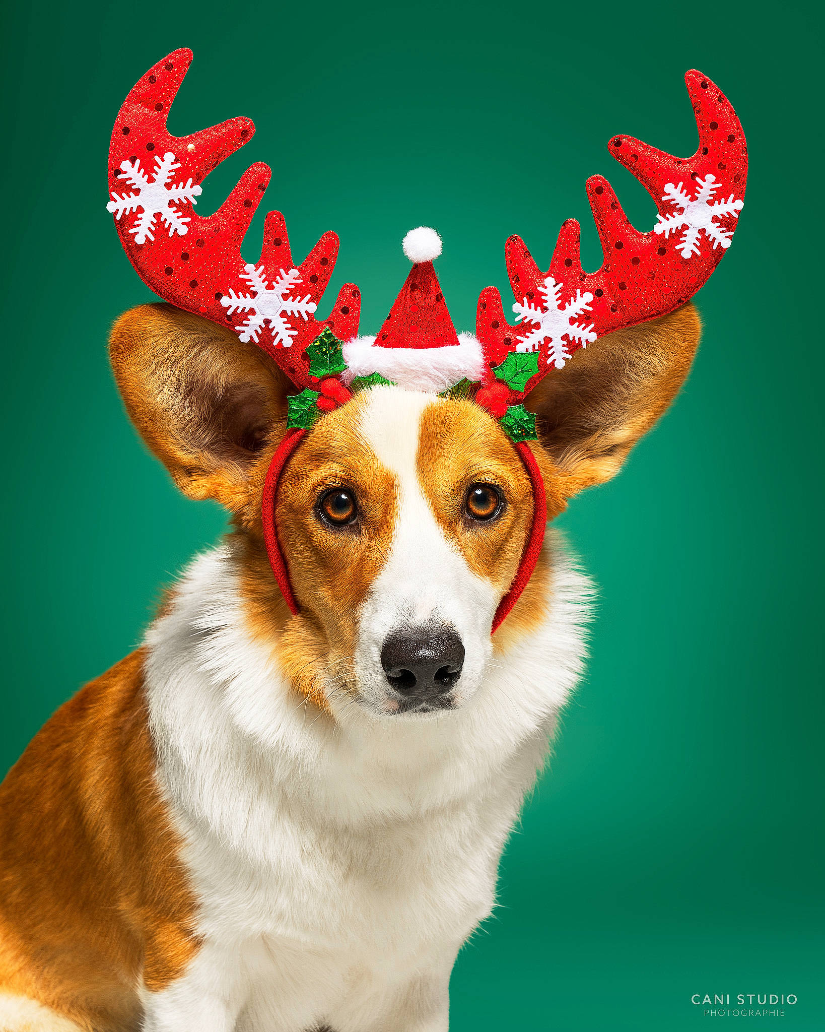 Trivia participe au concours pour gagner de l'argent avec cette photo : antler, carnivore, christmas, christmas_eve, christmas_ornament, collar, companion_dog, costume_hat, deer, dog, dog_breed, event, fawn, fur, hat, holiday, holiday_ornament, illustration, interior_design, reindeer