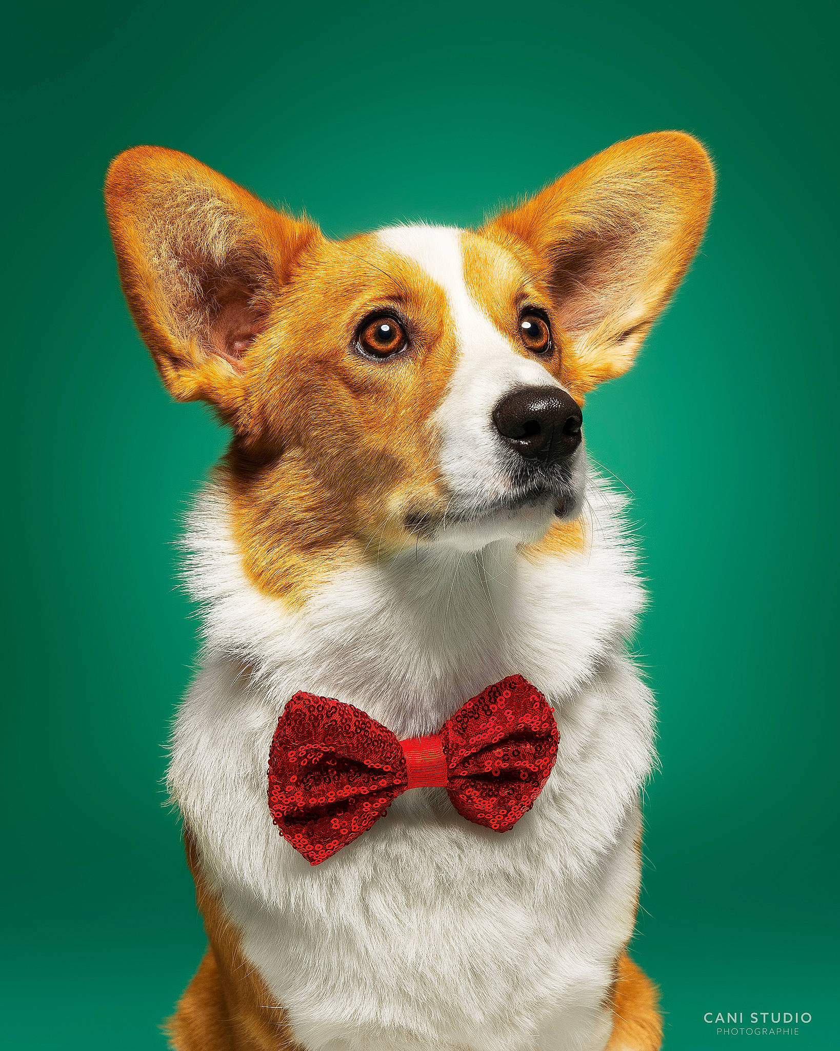 Trivia a rejoint le concours — aidez-le/la à gagner de superbes lots ! ancient_dog_breeds, art, canidae, carnivore, companion_dog, dishware, dog, dog_breed, fawn, fur, illustration, serveware, terrestrial_animal, whiskers, working_animal