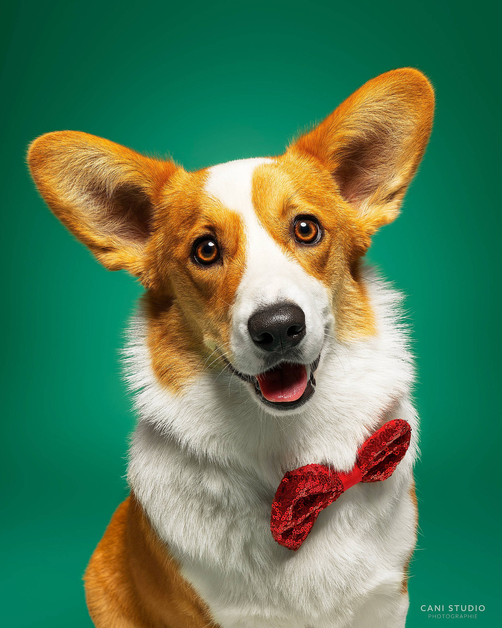 Trivia participe au concours pour gagner de l'argent avec cette photo : ancient_dog_breeds, art, canidae, carnivore, collar, companion_dog, dog, dog_breed, fawn, fur, snout, terrestrial_animal, whiskers