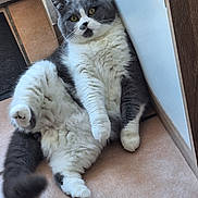 Tchoupy a rejoint le concours — aidez-le/la à gagner de superbes lots ! cat, kitten, gray_and_white, fluffy, fur, green_eyes, whiskers, paws, tail, lying_down, reclining, indoors, hallway, floor, tile, door, wall, pet, portrait, funny_pose