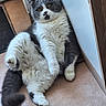 cat, kitten, gray_and_white, fluffy, fur, green_eyes, whiskers, paws, tail, lying_down, reclining, indoors, hallway, floor, tile, door, wall, pet, portrait, funny_pose