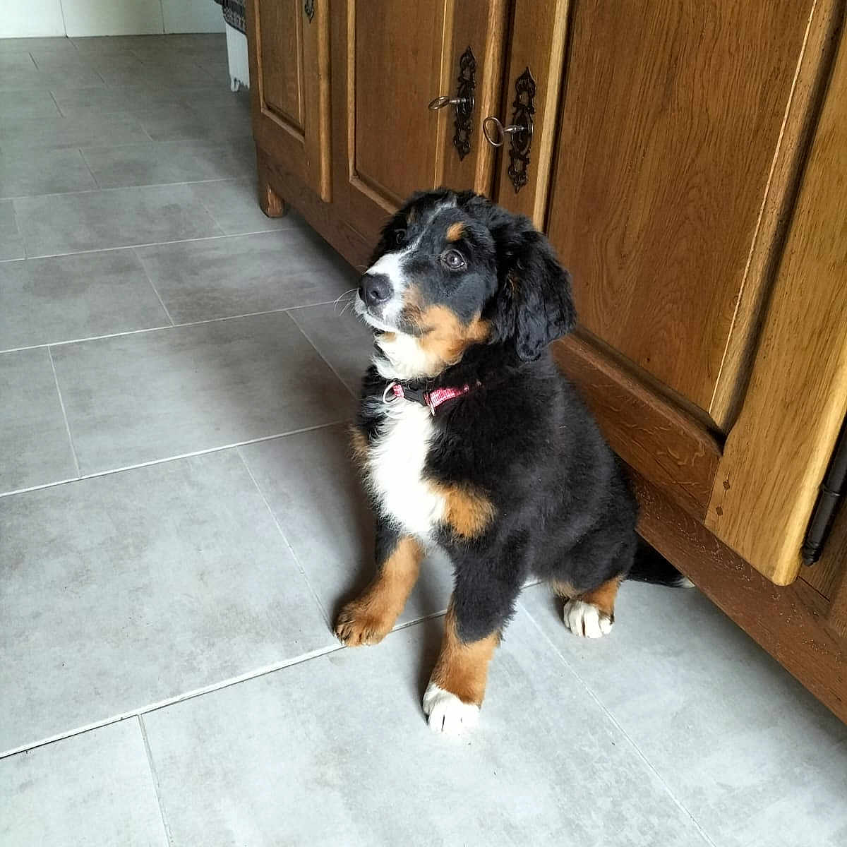 Adèle a rejoint le concours — aidez-le/la à gagner de superbes lots ! animal, bernese_mountain_dog, black, brown, collar, curious, cute, dog, domestic, floor, fur, house, indoor, pet, puppy, sitting, tile, white, wooden_cabinet, young