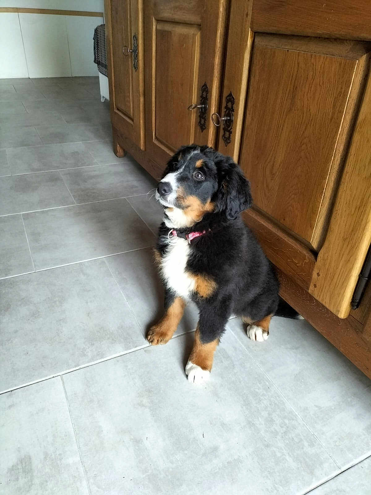 Adèle a rejoint le concours — aidez-le/la à gagner de superbes lots ! dog, puppy, bernese_mountain_dog, indoor, floor, tile, wooden_cabinet, pet, fur, black, brown, white, collar, curious, sitting, animal, cute, house, domestic, young