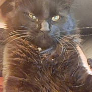 Binx joined the competition — help win amazing prizes! abyssinian, accessories, angora, animal, baby, blackcat, bodypart, cat, face, glasses, head, kitten, manx, mouth, person, pet, photography, portrait, selfie, siamese