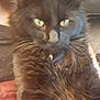 Binx joined the competition — help win amazing prizes! abyssinian, angora, animal, blackcat, bodypart, brasssection, cat, face, head, horn, kitten, manx, mouth, musicalinstrument, person, pet, photography, portrait, selfie, siamese