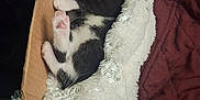 Salem And Athena joined the competition — help win amazing prizes! accessories, animal, bag, bed, bedroom, blanket, box, canine, cat, couch, furniture, handbag, indoors, kitten, manx, person, pet, room, sleeping, wood