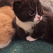 Salem And Athena is registered to the contest to win money with this photo: abyssinian, animal, canine, cat, dog, hardwood, kitten, manx, pet, siamese, wood