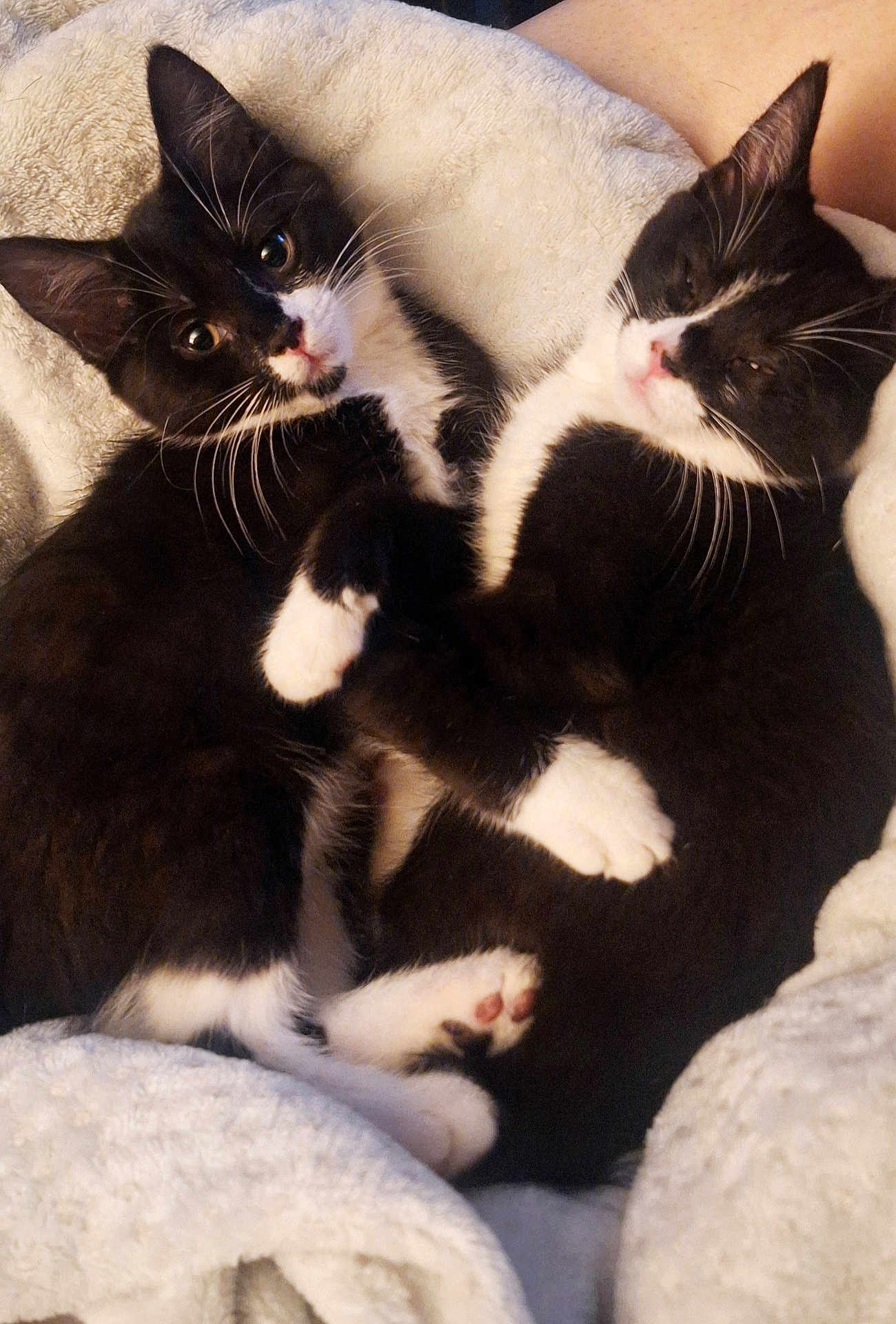 Salem And Athena