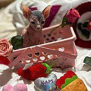 Zues joined the competition — help win amazing prizes! sphynx_cat, kitten, hairless_cat, pink_basket, heart_shapes, plush_toys, red_chili_pepper, heart_shaped_toys, naps, mice, smiling_taco, roses, white_blanket, cozy, cute, pet, indoor, soft_texture, playful, curious