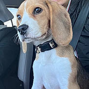 Aloha a rejoint le concours — aidez-le/la à gagner de superbes lots ! beagle, puppy, dog, pet, car, seatbelt, person, smile, clothing, black_jacket, closeup, fur, ears, collar, indoor, window, light, happy, face, animal