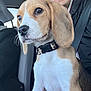 beagle, puppy, dog, pet, car, seatbelt, person, smile, clothing, black_jacket, closeup, fur, ears, collar, indoor, window, light, happy, face, animal