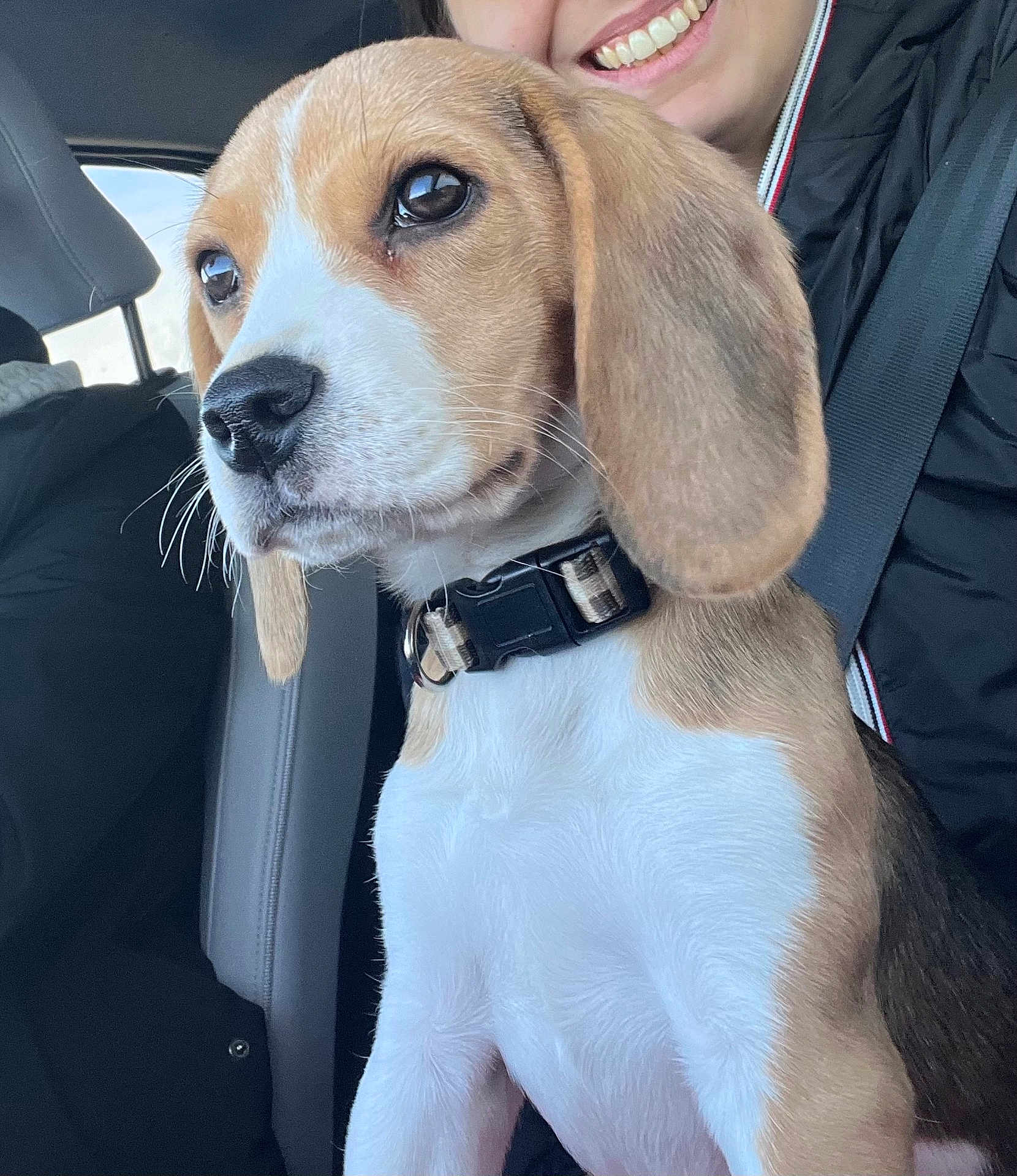 Aloha a rejoint le concours — aidez-le/la à gagner de superbes lots ! beagle, puppy, dog, pet, car, seatbelt, person, smile, clothing, black_jacket, closeup, fur, ears, collar, indoor, window, light, happy, face, animal