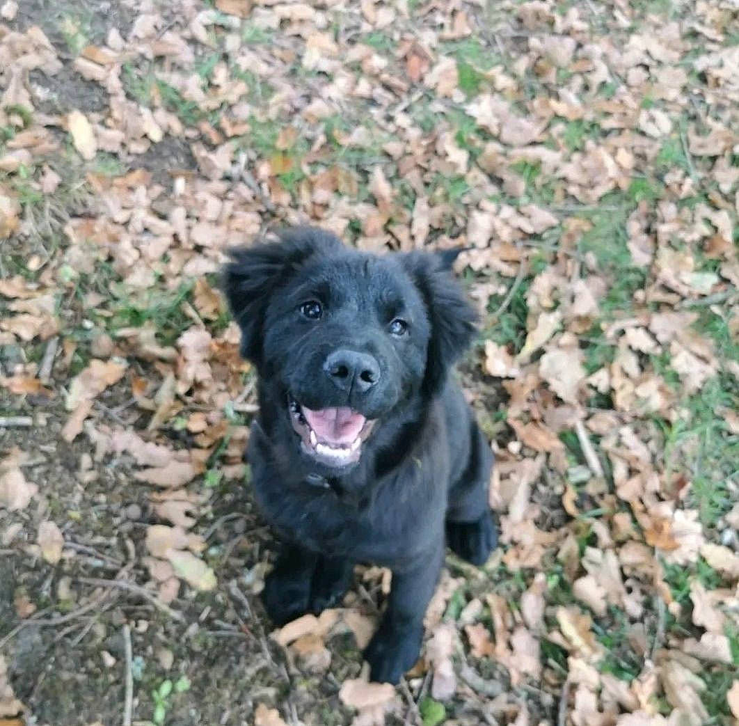 Tara a rejoint le concours — aidez-le/la à gagner de superbes lots ! borador, canidae, carnivore, companion_dog, dog, dog_breed, fur, grass, groundcover, non_sporting_group, soil, sporting_group, terrestrial_animal, working_animal