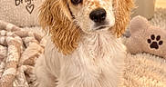 Sadie Mae is registered to the contest to win money with this photo: dog, puppy, cocker_spaniel, pet, animal, portrait, sitting, floppy_ears, long_fur, white_fur, brown_spots, brown_ears, indoors, blanket, bed, cushion, paw_print, houseplant, cozy, closeup