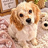 Sadie Mae joined the competition — help win amazing prizes! puppy, dog, cocker_spaniel, pet, animal, fluffy, brown_and_white, sitting, portrait, cute, adorable, large_eyes, long_ears, indoor, blanket, plush_toy, stuffed_animal, houseplant, framed_sign, cozy