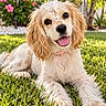 Sadie Mae is registered to the contest to win money with this photo: dog, puppy, spaniel, pet, animal, floppy_ears, long_fur, white_fur, brown_spots, pink_tongue, collar, lying_down, grass, garden, outdoor, flowers, greenery, sunlight, portrait, happy