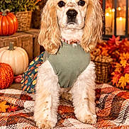 Sadie Mae joined the competition — help win amazing prizes! dog, spaniel, cocker_spaniel, pet, portrait, sitting, autumn, fall, pumpkin, flowers, chrysanthemums, lantern, candle, blanket, patterned_fabric, indoor, seasonal_decor, costume, floppy_ears, brown_and_white