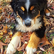 Aston a rejoint le concours — aidez-le/la à gagner de superbes lots ! puppy, dog, outdoor, autumn, leaves, fall, cute, fur, black, brown, white, animal, nature, young, pet, closeup, adorable, grass, playful, portrait