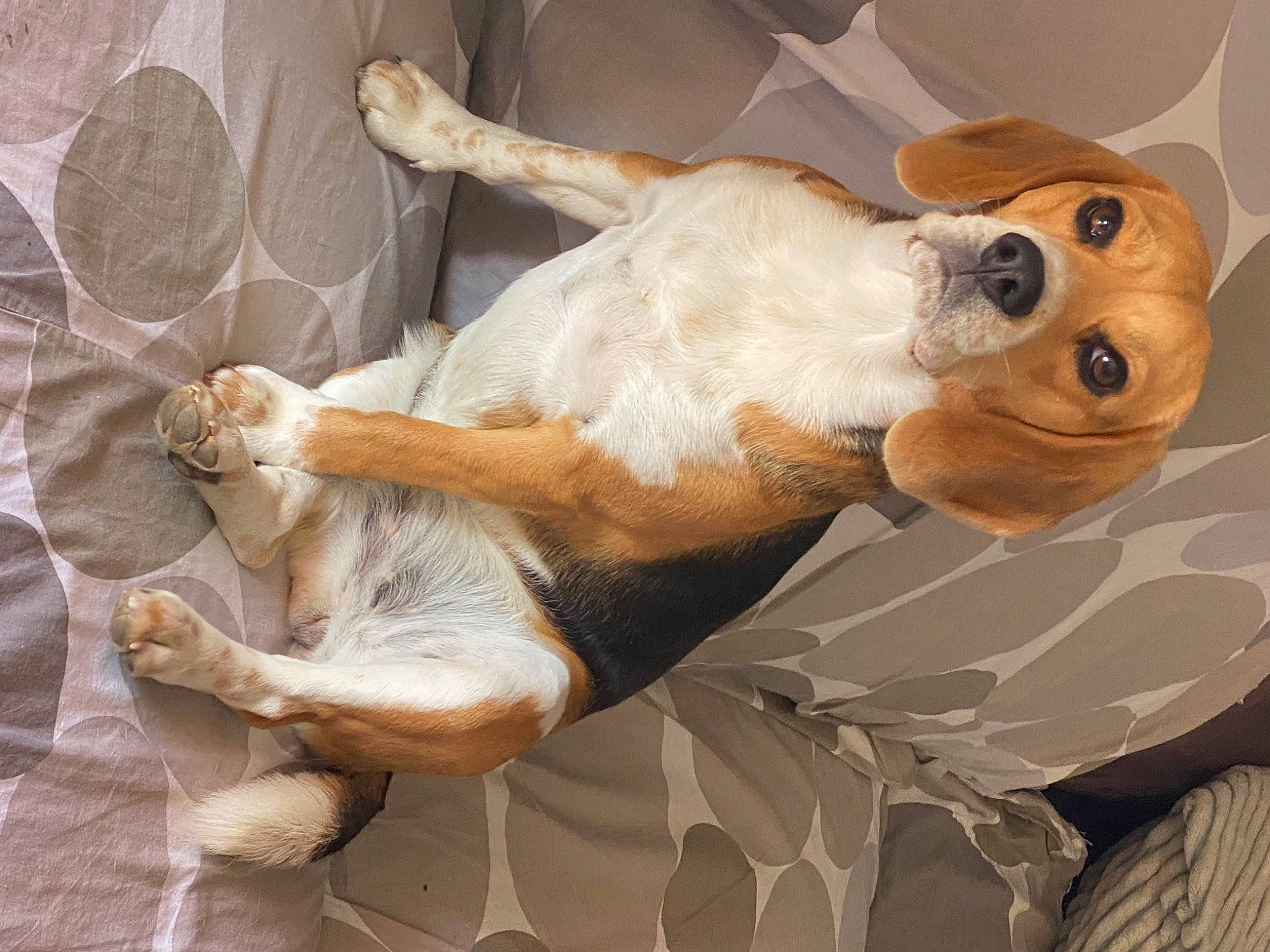 Samba a rejoint le concours — aidez-le/la à gagner de superbes lots ! ancient_dog_breeds, art, canidae, carnivore, comfort, companion_dog, dog, dog_breed, ear, fawn, fur, hound, non_sporting_group, painting, snout, sporting_group, tail, terrestrial_animal, whiskers, working_animal