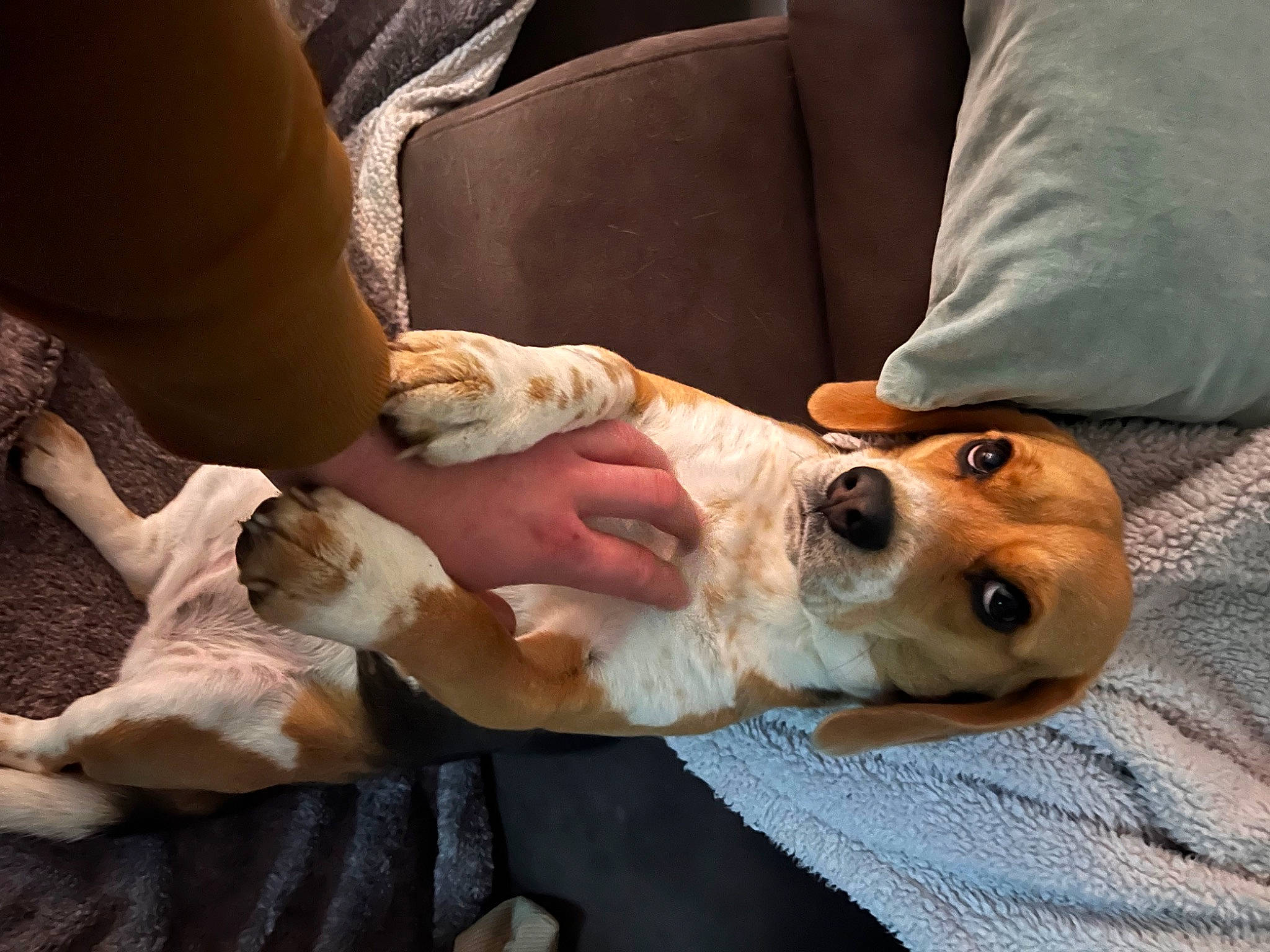 Samba a rejoint le concours — aidez-le/la à gagner de superbes lots ! bed, canidae, carnivore, comfort, companion_dog, couch, dog, dog_breed, fawn, fur, health_care, human_leg, linens, medical, nail, patient, puppy, service, sporting_group, whiskers