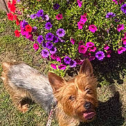 Pixel is registered to the contest to win money with this photo: dog, small_dog, outdoor, grass, flowers, purple_flowers, pink_flowers, red_flowers, bush, sunlight, pet, leash, happy, tongue_out, canine, nature, garden, summer, playful, animal