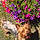 Pixel