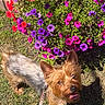 dog, small_dog, outdoor, grass, flowers, purple_flowers, pink_flowers, red_flowers, bush, sunlight, pet, leash, happy, tongue_out, canine, nature, garden, summer, playful, animal
