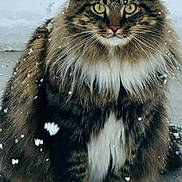 Peanut is registered to the contest to win money with this photo: cat, animal, snow, fluffy, winter, outdoor, pet, feline, whiskers, fur, paw, nature, cold, mammal, portrait, cute, wild, eyes, sitting, weather