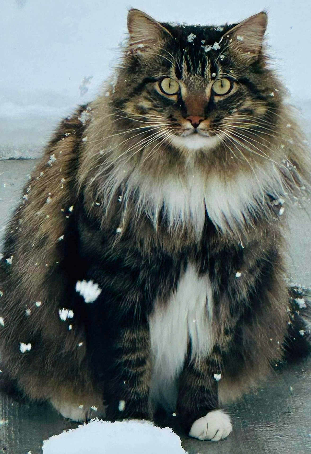 Peanut is registered to the contest to win money with this photo: cat, animal, snow, fluffy, winter, outdoor, pet, feline, whiskers, fur, paw, nature, cold, mammal, portrait, cute, wild, eyes, sitting, weather