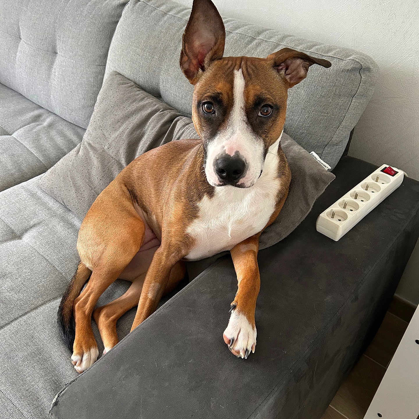 Stella participe au concours pour gagner de l'argent avec cette photo : animal, boxer, bulldog, canine, couch, cushion, dog, dogbed, electronics, furniture, homedecor, indoors, interiordesign, pet, puppy, remotecontrol