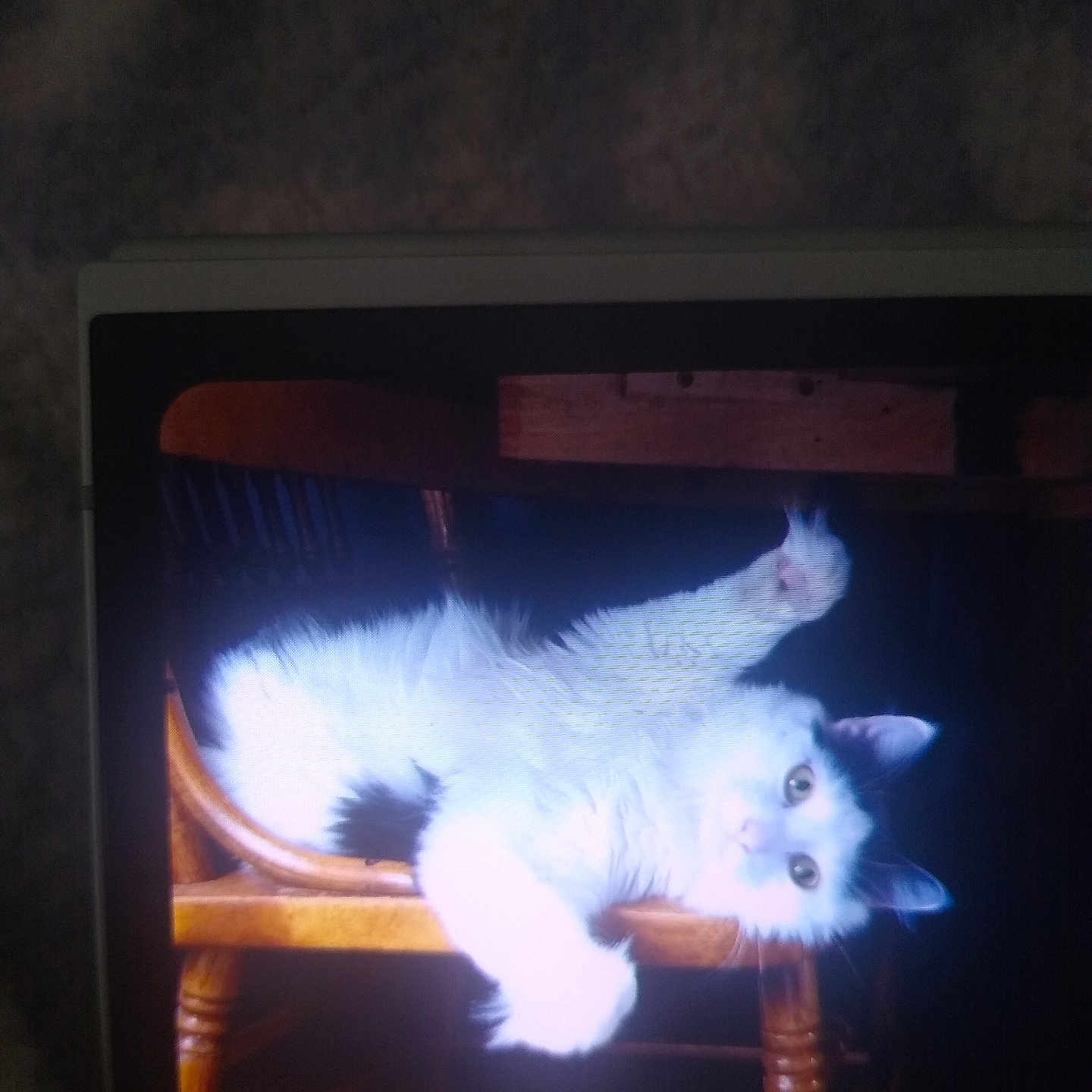 Graydee joined the competition — help win amazing prizes! animal, black_patch, cat, curious, cute, domestic_animal, feline, fur, furniture, home, indoor, looking_at_camera, mammal, paw, pet, playful, relaxed, upside_down, white_cat, wooden_chair