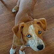 Hank joined the competition — help win amazing prizes! dog, puppy, blue_eyes, brown_fur, white_paws, white_markings, wooden_floor, indoor, pet, canine, looking_up, ears, nose, collar, curious, standing, animal, young_dog, domestic_animal, close_up