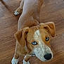 dog, puppy, blue_eyes, brown_fur, white_paws, white_markings, wooden_floor, indoor, pet, canine, looking_up, ears, nose, collar, curious, standing, animal, young_dog, domestic_animal, close_up
