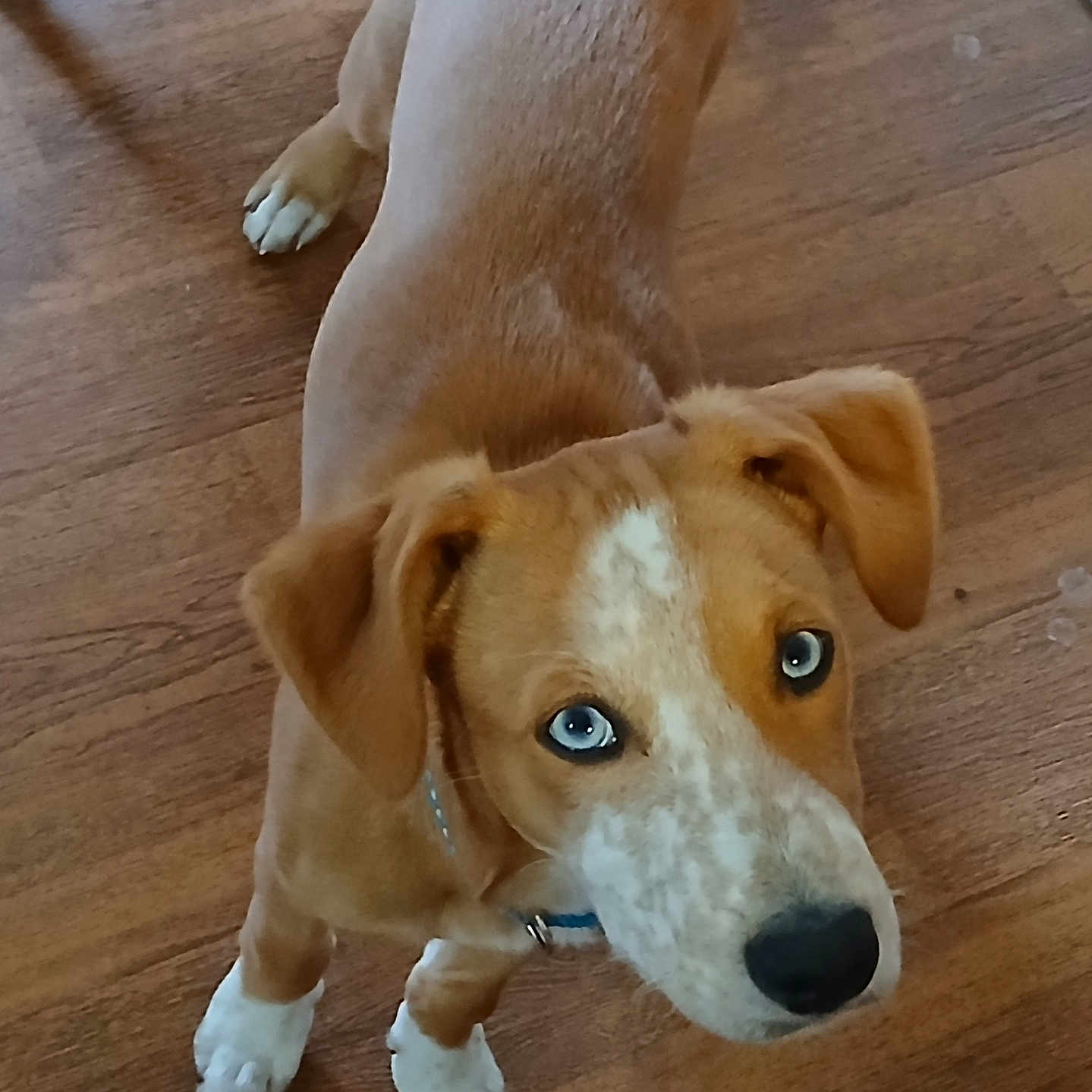 Hank joined the competition — help win amazing prizes! animal, blue_eyes, brown_fur, canine, close_up, collar, curious, dog, domestic_animal, ears, indoor, looking_up, nose, pet, puppy, standing, white_markings, white_paws, wooden_floor, young_dog