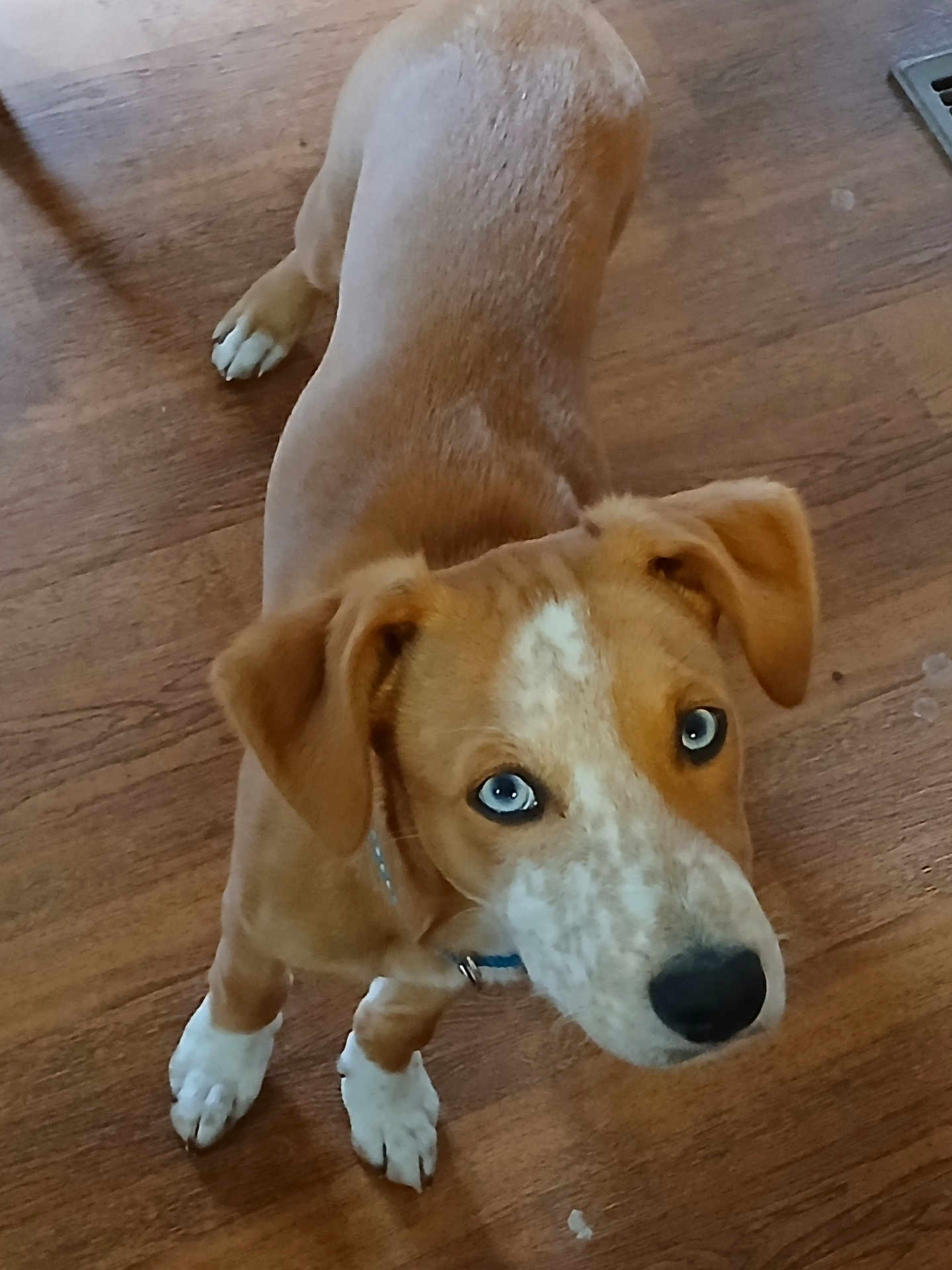 Hank joined the competition — help win amazing prizes! dog, puppy, blue_eyes, brown_fur, white_paws, white_markings, wooden_floor, indoor, pet, canine, looking_up, ears, nose, collar, curious, standing, animal, young_dog, domestic_animal, close_up