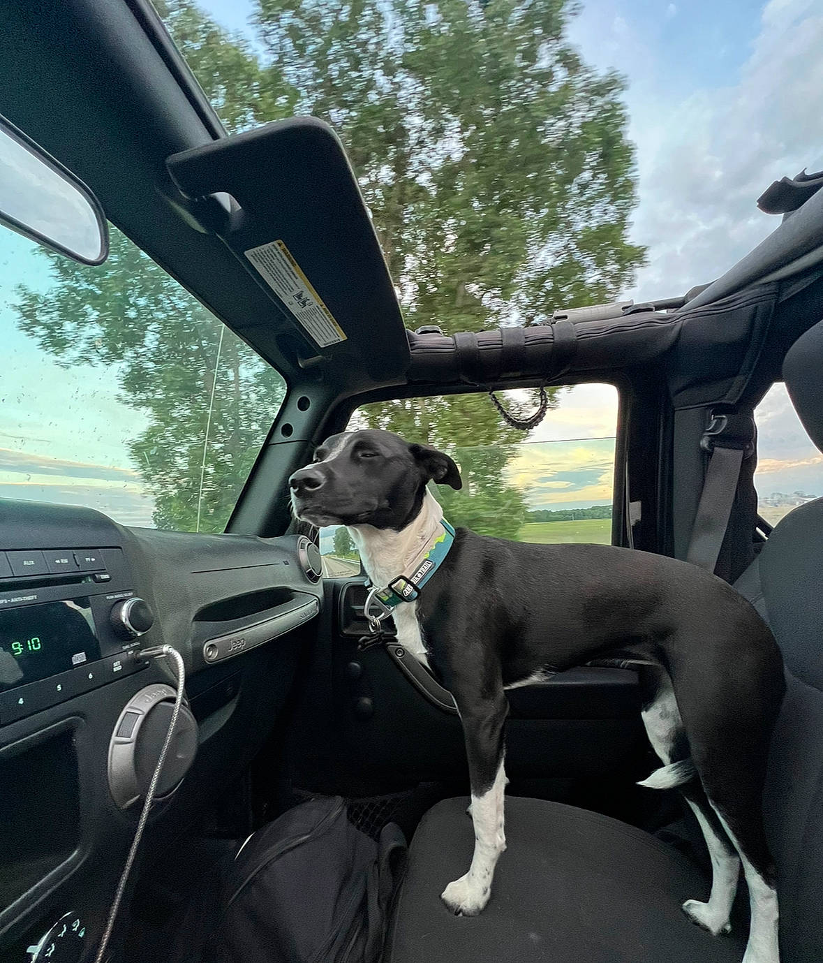 Libby is registered to the contest to win money with this photo: automotive_design, automotive_exterior, automotive_lighting, automotive_mirror, car, carnivore, cloud, companion_dog, dog, dog_breed, fawn, mode_of_transport, motor_vehicle, rear_view_mirror, sky, steering_part, steering_wheel, tree, vehicle, vehicle_door