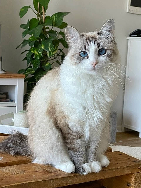 Moly a rejoint le concours — aidez-le/la à gagner de superbes lots ! british_longhair, carnivore, cat, domestic_short_haired_cat, felidae, flooring, fur, hardwood, houseplant, paw, plant, small_to_medium_sized_cats, snout, tail, terrestrial_animal, whiskers, window, wood