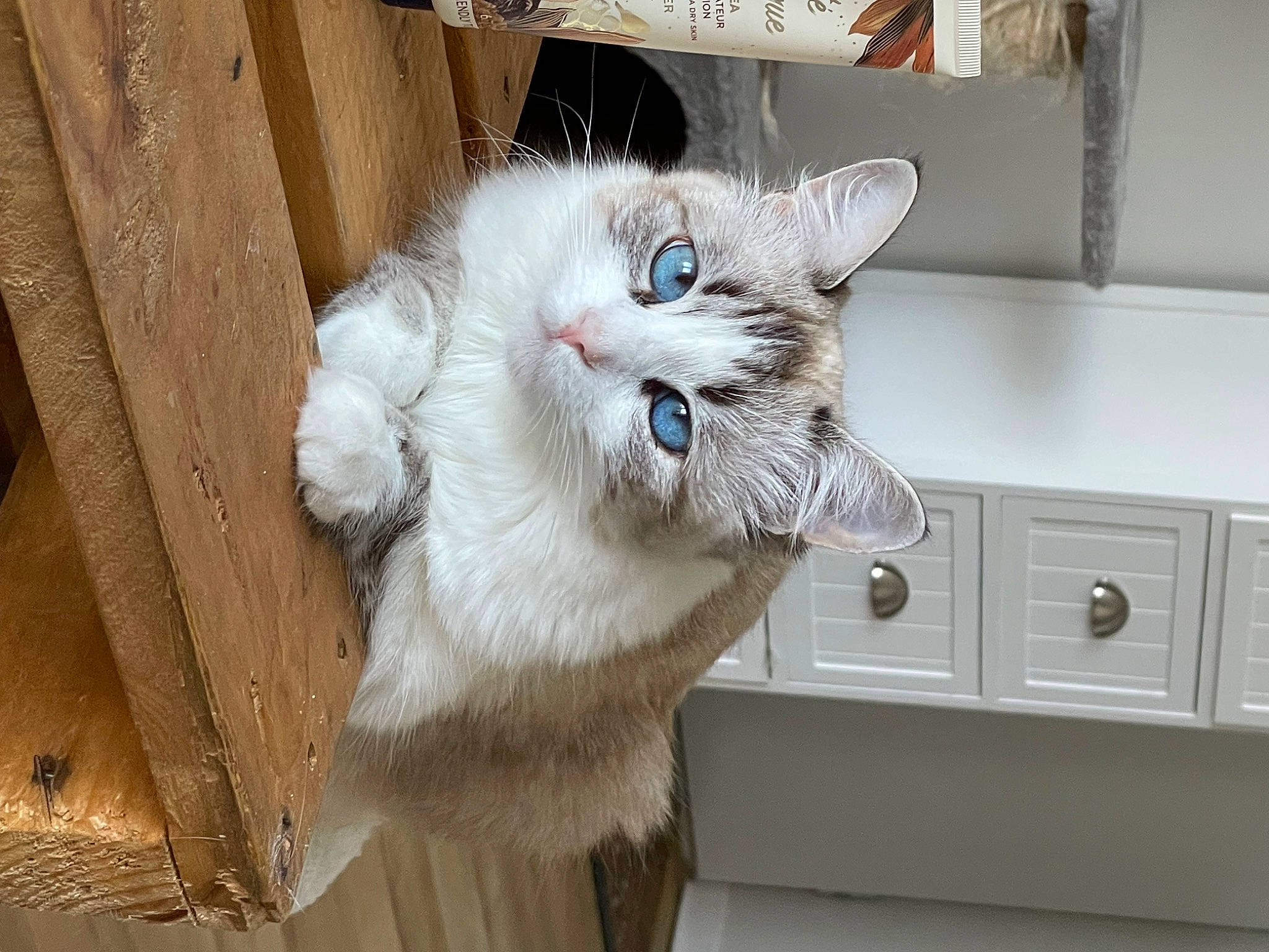 Moly participe au concours pour gagner de l'argent avec cette photo : cabinetry, carnivore, cat, domestic_short_haired_cat, drawer, felidae, flooring, fur, hardwood, major_appliance, paw, shelf, small_to_medium_sized_cats, snout, tail, whiskers, wood