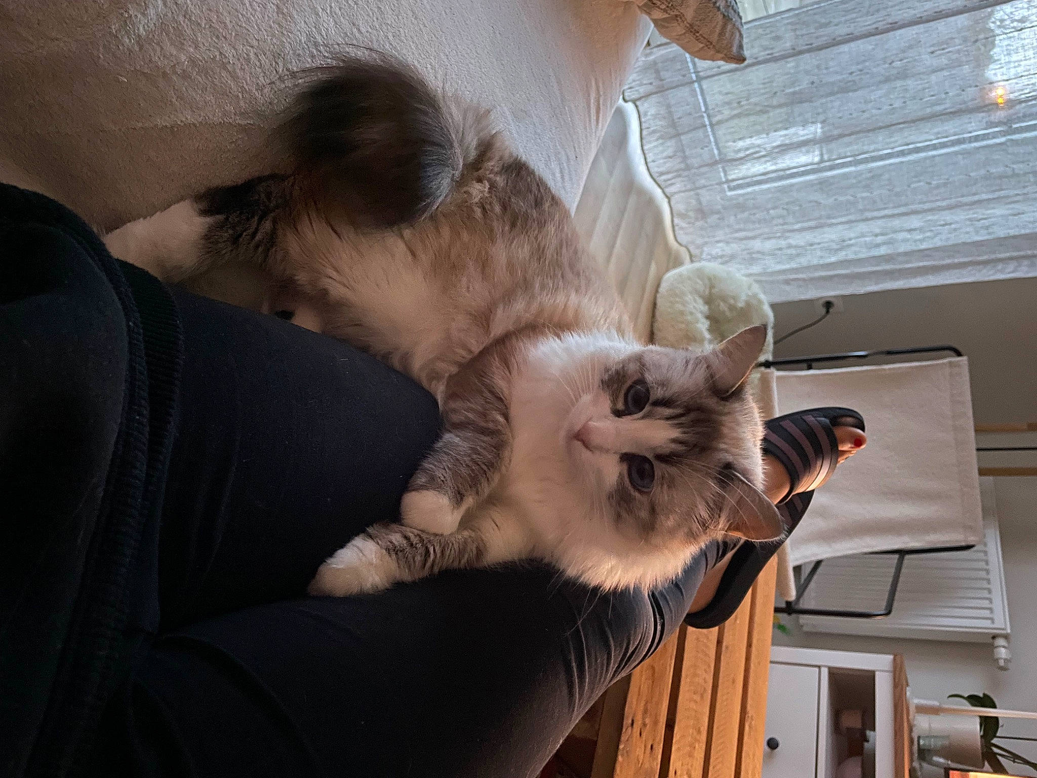 Moly participe au concours pour gagner de l'argent avec cette photo : carnivore, cat, claw, comfort, domestic_short_haired_cat, fawn, felidae, fur, hardwood, paw, small_to_medium_sized_cats, tail, whiskers, wood