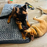 Kane joined the competition — help win amazing prizes! dog, german_shepherd, puppy, pet_bed, playful, indoor, wooden_floor, toy, cheerful, fur, canine, animal, friendship, lying_down, mouth_open, ears, brown, black, pet, domestic_animal