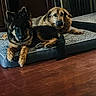 Kane joined the competition — help win amazing prizes! dog, pets, indoor, dog_bed, wooden_floor, two_dogs, brown_dog, black_and_brown_dog, relaxed, lying_down, furniture, home_interior, cozy, animal, canine, flooring, resting, companion, domestic, quiet