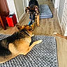 Kane is registered to the contest to win money with this photo: dog, german_shepherd, puppy, playing, toy, indoor, dog_bed, wood_floor, hallway, pet, animal, fur, canine, home, flooring, chew_toy, interaction, mammal, laying_down, standing