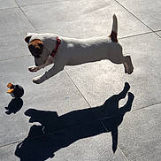 Benji a rejoint le concours — aidez-le/la à gagner de superbes lots ! dog, puppy, jack_russell, small_dog, white_fur, brown_patches, red_collar, outdoor, patio, tiles, sunlight, shadow, jumping, playing, toy, motion, action, pet, ground, high_contrast