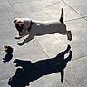 action, brown_patches, dog, ground, high_contrast, jack_russell, jumping, motion, outdoor, patio, pet, playing, puppy, red_collar, shadow, small_dog, sunlight, tiles, toy, white_fur