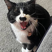 Narla is registered to the contest to win money with this photo: cat, tuxedo_cat, black_and_white, pet, indoor, carpet, close_up, yawning, meowing, animal, whiskers, cute, feline, sitting, collar, tag, fur, paw, face, domestic_cat