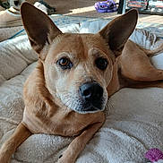 Lucy joined the competition — help win amazing prizes! dog, pet, indoor, bed, fluffy, tan_dog, ears, looking, carpet, shoes, shelf, dvds, home, cozy, relaxed, animal, mammal, fur, snout, portrait