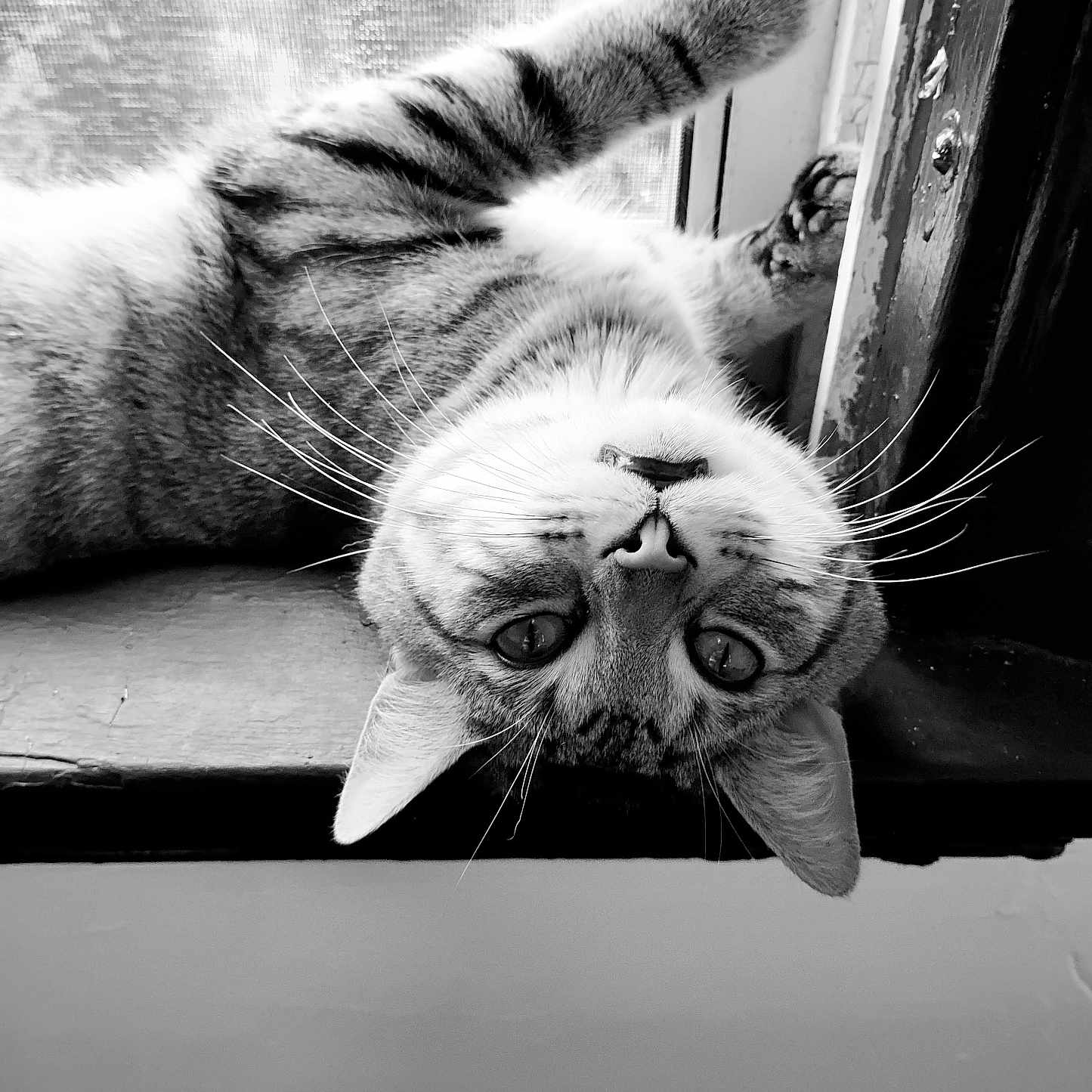 Jc joined the competition — help win amazing prizes! cat, tabby_cat, whiskers, window, windowsill, indoor, pet, feline, curious, lying_down, black_and_white, animal, close_up, paw, relaxed, fur, face, portrait, striped, cozy